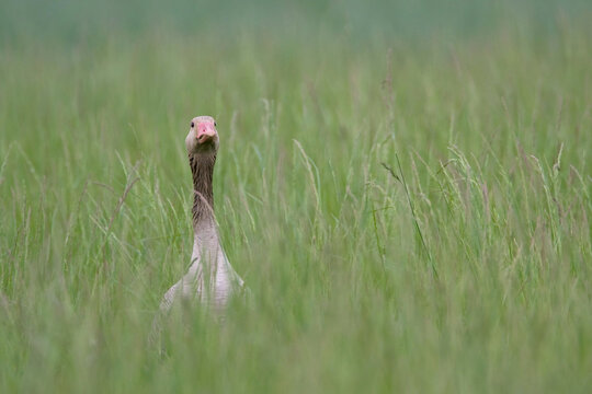 Graugans im Gras versteckt