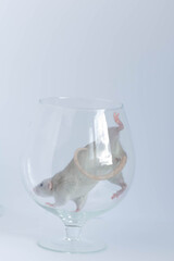 Cute little gray rat in a wine glass