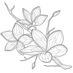 Plumeria flowers.Coloring book antistress for children and adults. Zen-tangle style.Black and white drawing.Hand draw