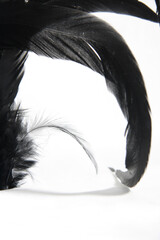 Detail of black feather on white background
