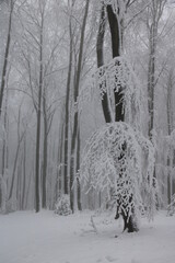 Mystische Landschaft bei Nebel im Wald mit Schnee