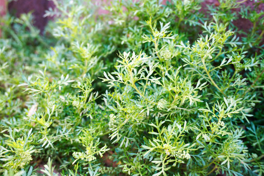 green moss background