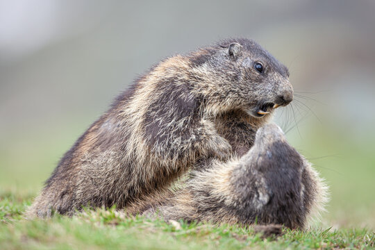 Murmeltiere im Kampf