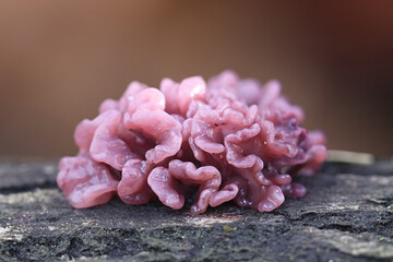 Ascocoryne sarcoides, known as the jelly drop or the purple jellydisc fungus, wild mushroom from Finland