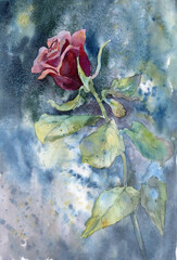 beautiful red rose on a blue background handmade watercolor