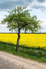 Raps in der Oberlausitz