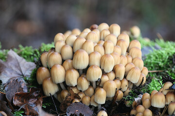 Coprinellus micaceus, commonly known as Glistering Inkcap, wild mushroom from Finland