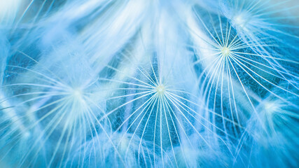 Blue abstract dandelion flower background, closeup with soft focus. Freedom to Wish. Dandelion silhouette fluffy flower on sunset sky. Seed macro closeup. Hope and dreaming concept. Fragility
