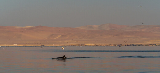 Paracas National Reserve
