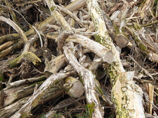 Old tree trunks in a pile