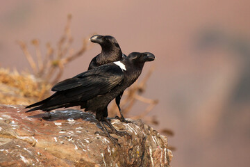The white-necked raven (Corvus albicollis) ,pair of the birds on the rock. A pair of large black birds on a purple Drakensberg mountain background.