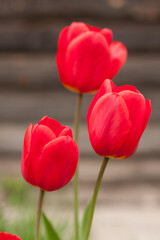 Red tulips on the background of a log house.