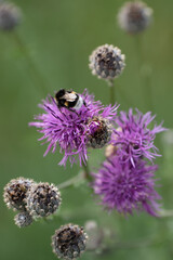 Hummel auf Blüte