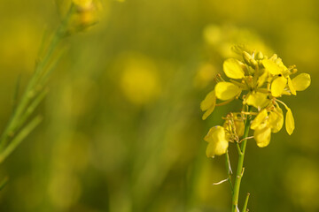 Flowers in the garden.Yellow flower swaying from the wind.Yellow stamens close up. Botany concept. yellow flower background. wallpaper, card concept. copy space