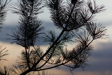 Pine branch at sunset. Nature background