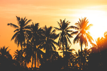 silhouette coconut tree with sunrise background