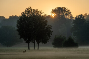 Sonnenaufgang im Fürst-Pückler-Park © cPhotography