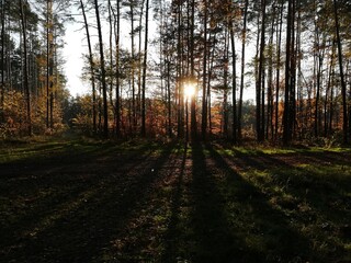 niebo, pomarańcz, zachód słońca, wieczór, piękno, las, drzewa, żółty, park, ścieżka, leśna droga, 
sky, orange, sunset, evening, beauty, forest, trees, yellow, park, path, forest road