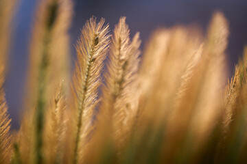 Fototapeta premium Close-up view soft look of glass