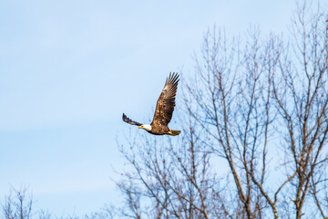 eagle in flight