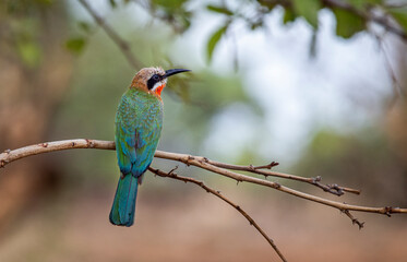 White Fronted Bee-Eater in the Kruger National Park South Africa 