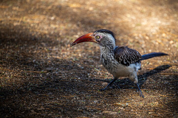 Red Billed Hornbill at Timbavati Picnic Site Kruger National Park South Africa