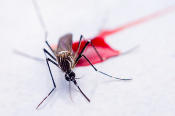 Mosquitoes are natural blood-sucking insects that inflict pain on human health, and biologically they carry malaria, dengue and Zika fever.