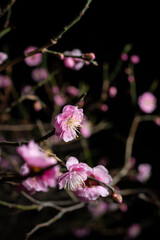 Obraz premium 夜の紅梅