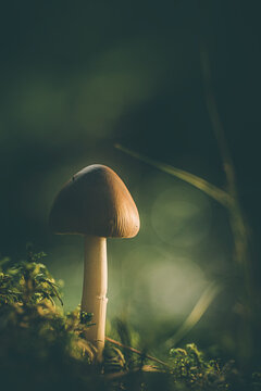 pilze und schwammerla in der natur