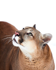 Portrait mountain lion, puma, cougar in wildlife