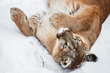 Portrait mountain lion, puma, cougar in wildlife © Mariia Razdorova