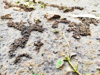 seaweed on sand
