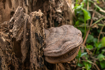 tinder fungus on a rotten tree stump