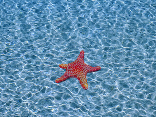 Starfish in blue water with light reflection