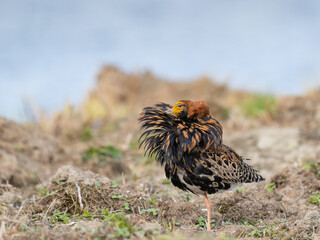 Male ruff showing its feather collar in mating season