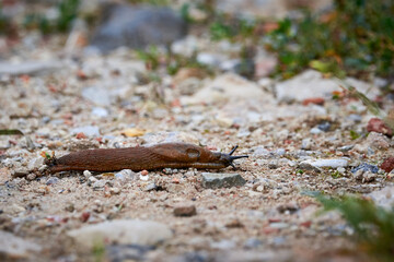 Land slug, shell-less terrestrial gastropod mollusc