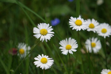 Fototapeta premium daisies in the grass