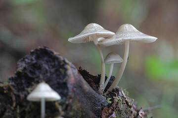 Mycena galericulata, known as the common bonnet, wild mushroom from Finland
