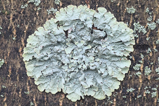 Parmelia sulcata, commonly known as  hammered shield lichen, cracked-shield lichen or powdered crottle, lichens from Finland