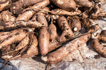 cassava for tapioca flour industry, raw yucca tuber, pile of cassava