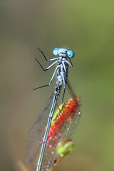 Round-leaved sundew, a carnivorous plant,  and damselfly as its prey