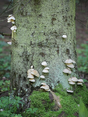 crepidotus applanatus, known as flat oysterling or flat crep, wild mushroom from Finland
