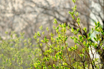 First spring leaves on the branches. Young greens. Springtime