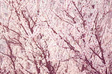 Blooming apricot trees. Beautiful spring bloom