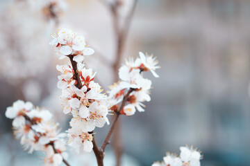 Branches of flowering fruit trees. Spring bloom in the garden