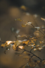 herbstwald in der natur mit bäumen nd landschaft