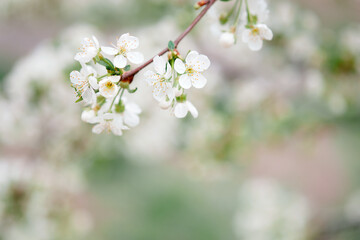 Branch of blossoming cherry tree. Spring garden