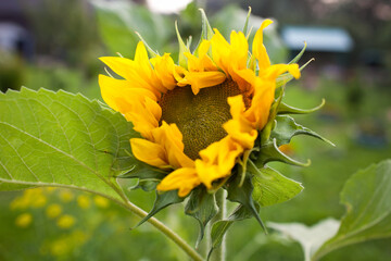 Close up Sunflower. Selective focus