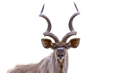 Kudu antelope in the Kruger National Park South Africa  - obrazy, fototapety, plakaty