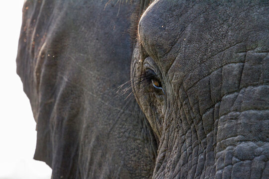 Elephant in the kruger national park south africa 